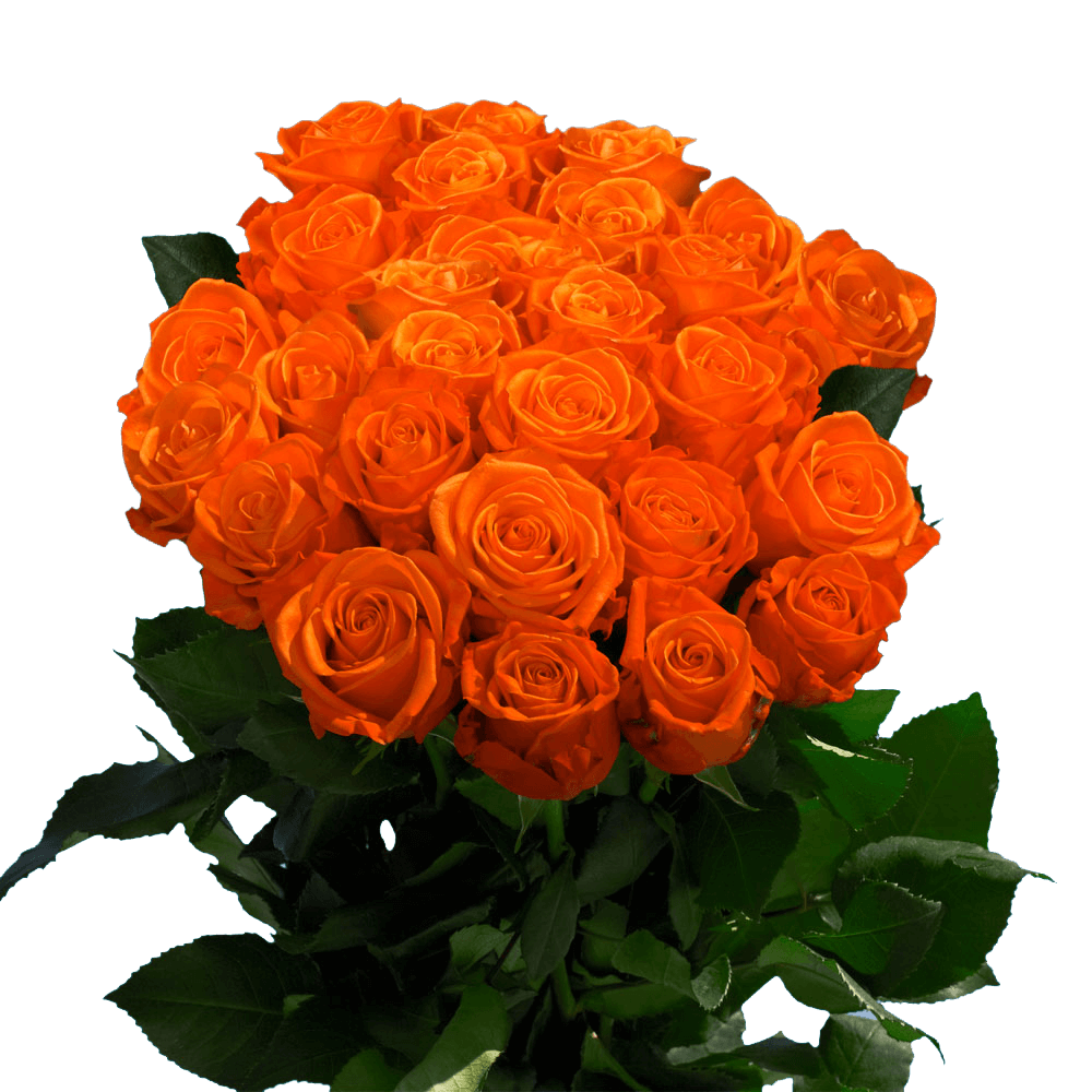 Bright Orange Roses for Delivery