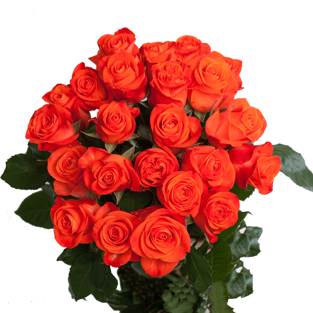 Bright Orange Roses for Sale Super Wow Roses