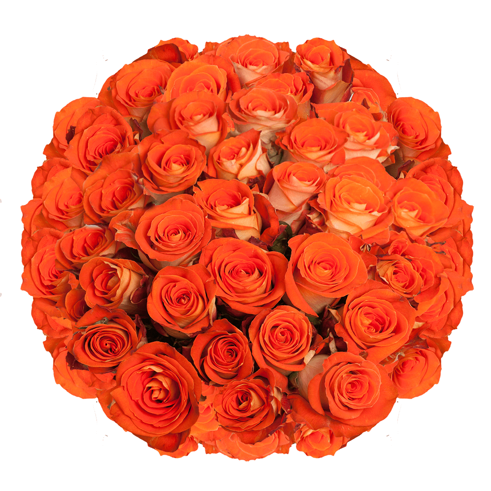 Bright Orange Roses Growers Direct Delivery