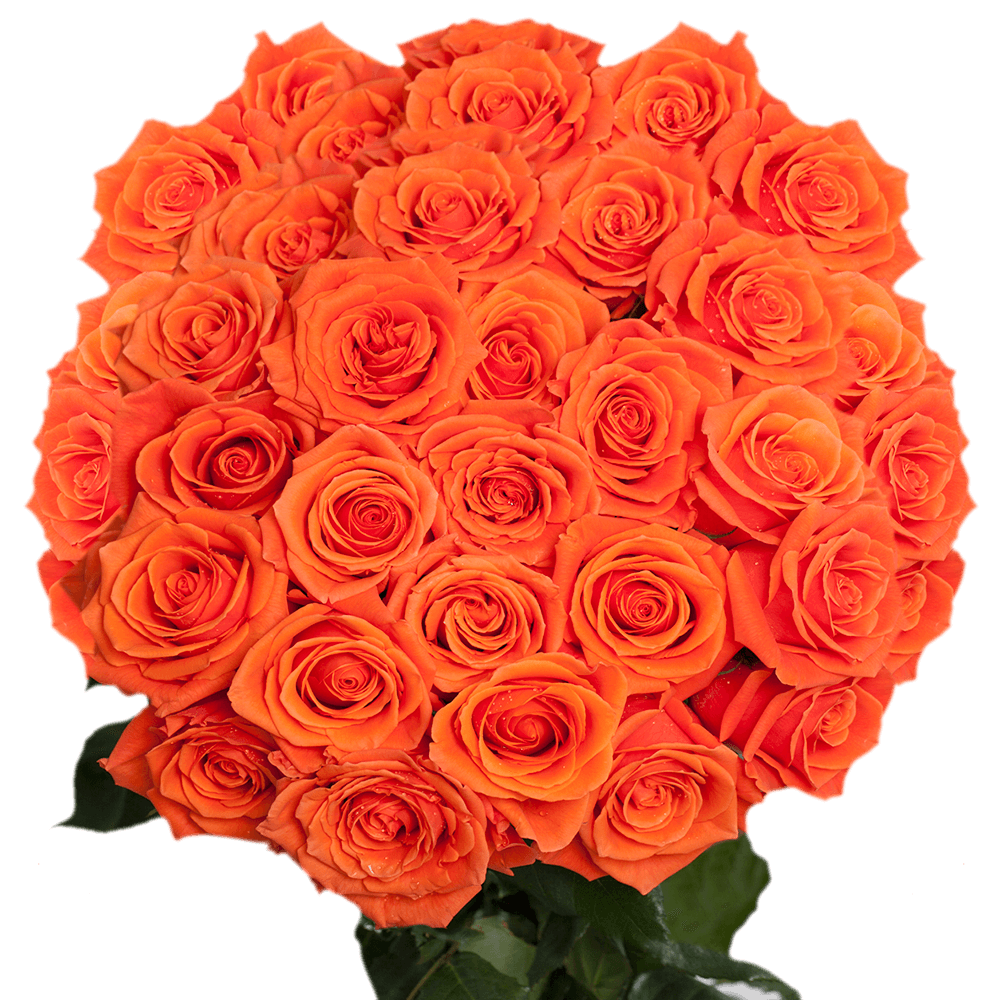 Bright Orange Roses Lowest Online Price