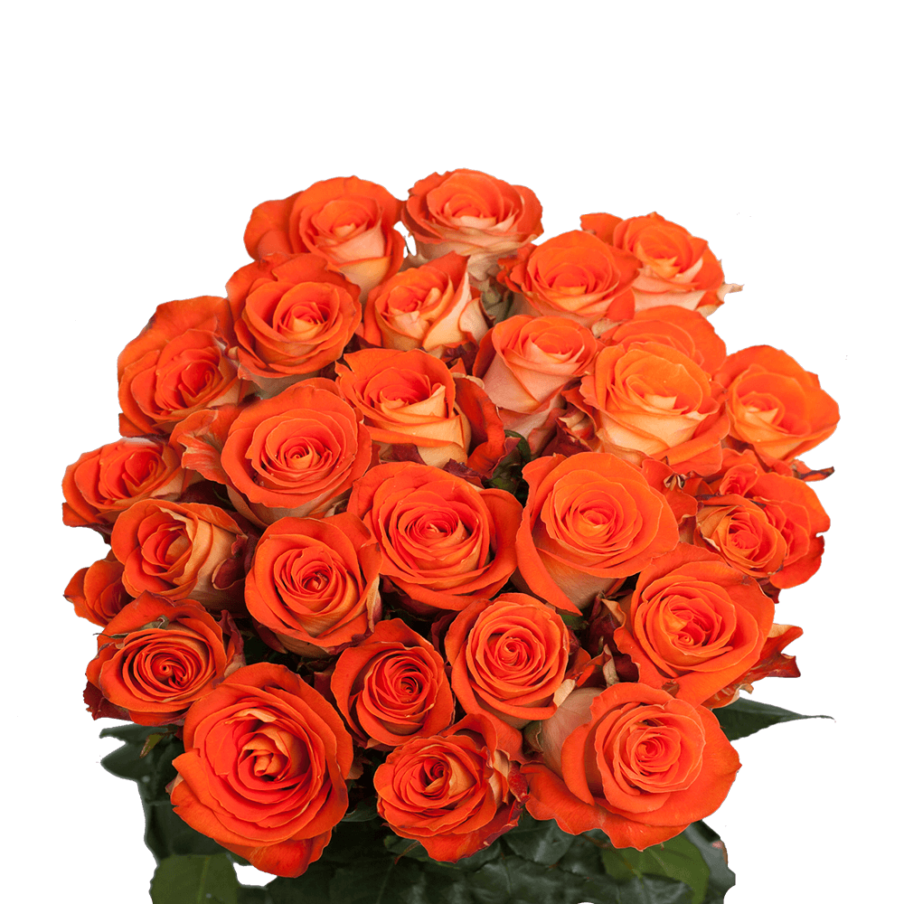 Bright Orange Roses Online Sale