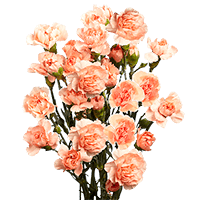 Qty of Orange Spray Carnations For Delivery to Brevard, North_Carolina