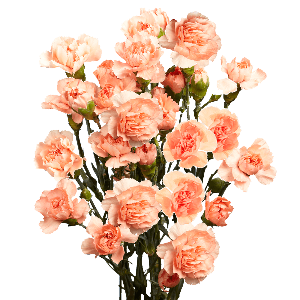 Qty of Orange Spray Carnations For Delivery to Whittier, California