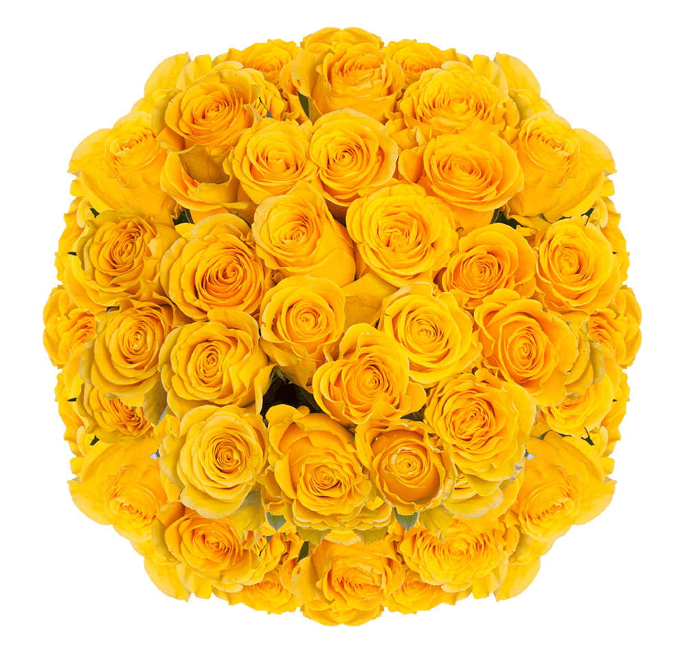 Bright Yellow Roses Free Shipping Fresh Brighton Roses
