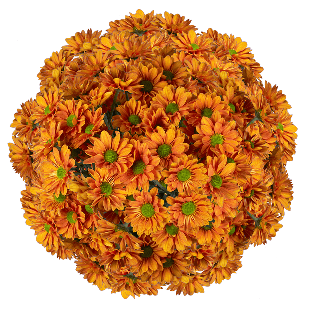 Bronze Daisy Poms - Choose Your Quantity
