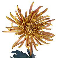 Qty of Bronze Fuji Spider Mums For Delivery to Little_Rock, Arkansas