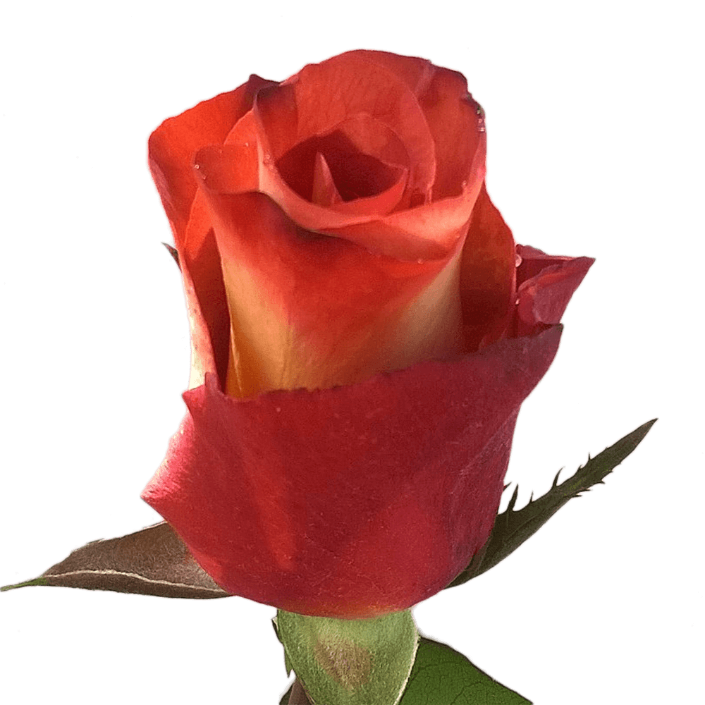 Qty of Leonidas Roses For Delivery to Norfolk, Nebraska
