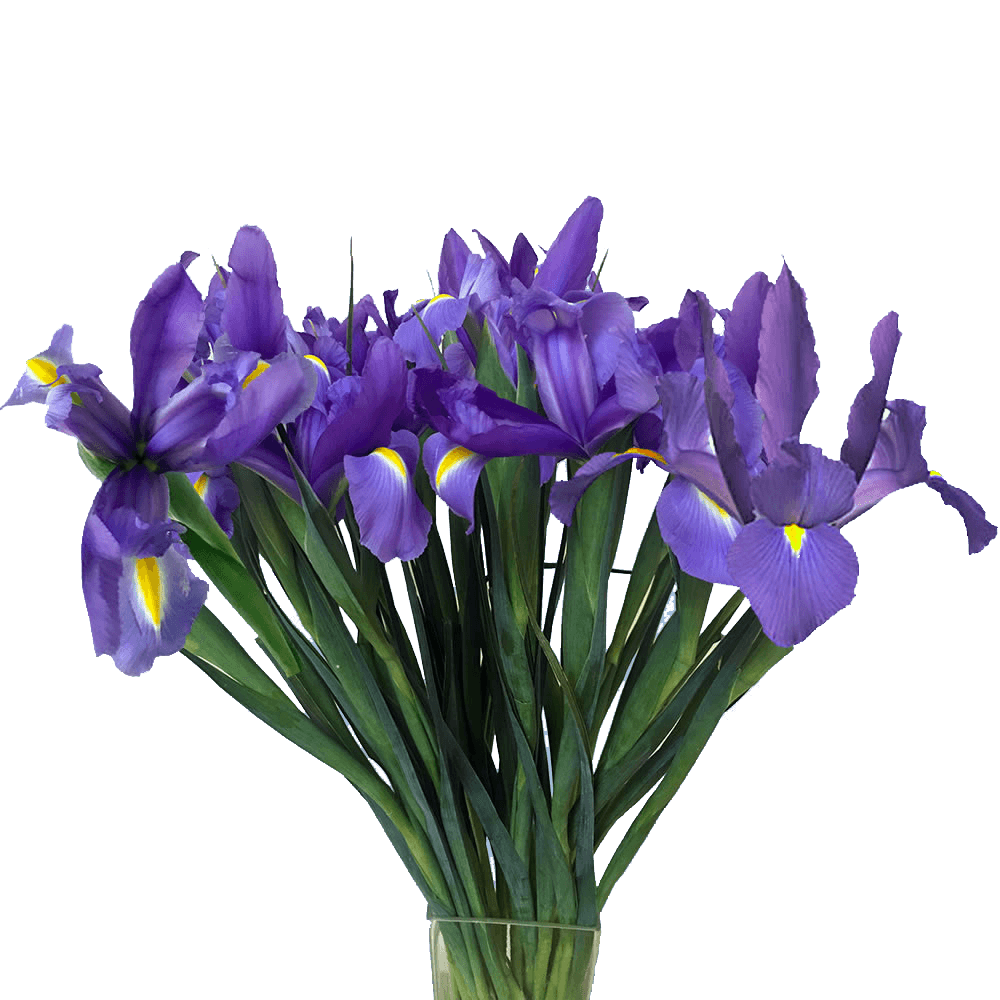 Bulk Blue Iris Flowers For Wedding Arrangements