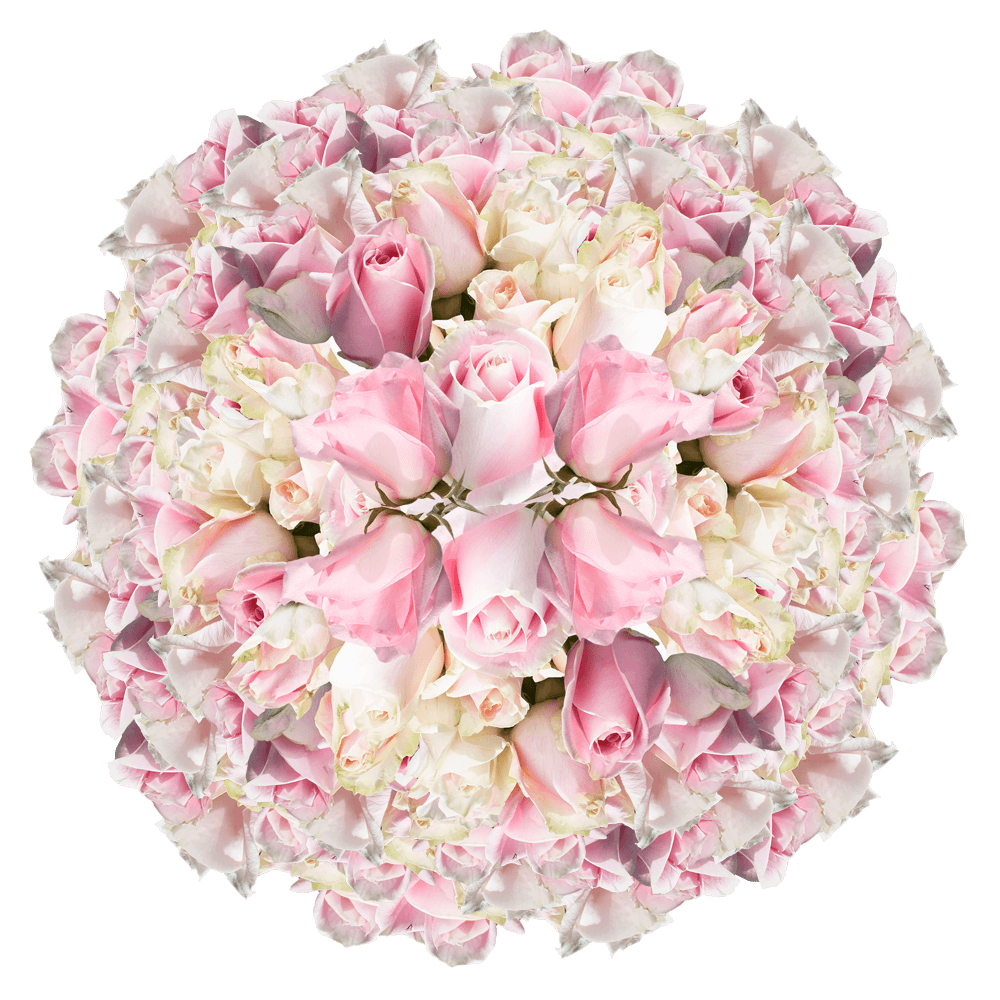 Bulk Light Soft Pink Roses for Sale