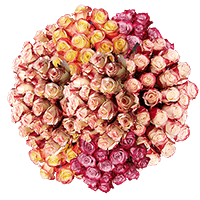 (4HB) 1000 Rose Sht Multi Color 40 Bunches For Delivery to Avon_Lake, Ohio