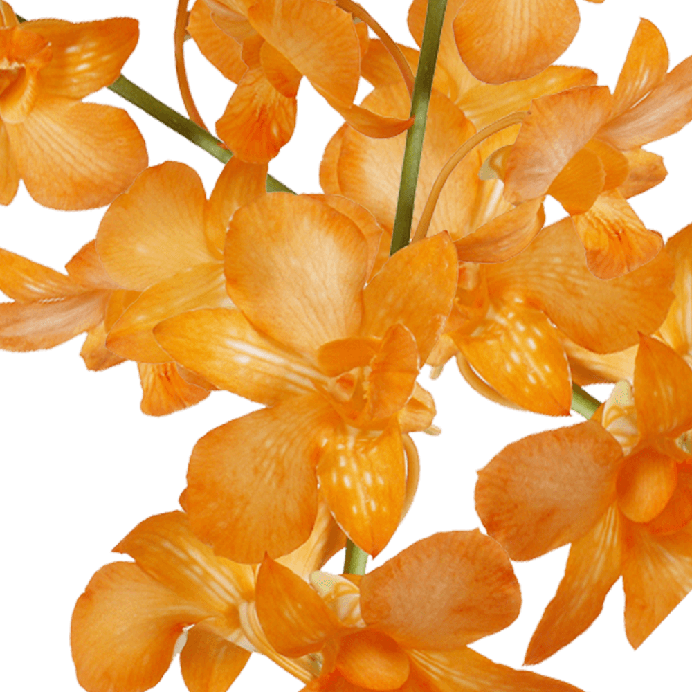 Bulk Orange Dyed Big White Orchids Lowest Prices Online
