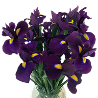 (HB) Iris Hongkong Purple 400 For Delivery to Bowling_Green, Kentucky