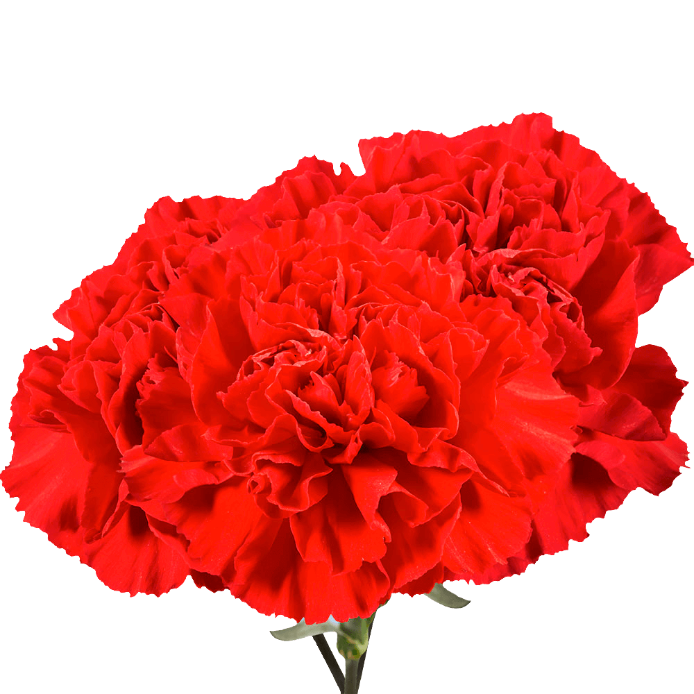 Red and White Fresh Carnations, Bulk Flowers