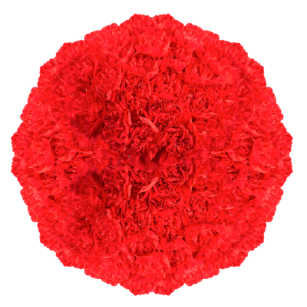 Bulk Red Carnations