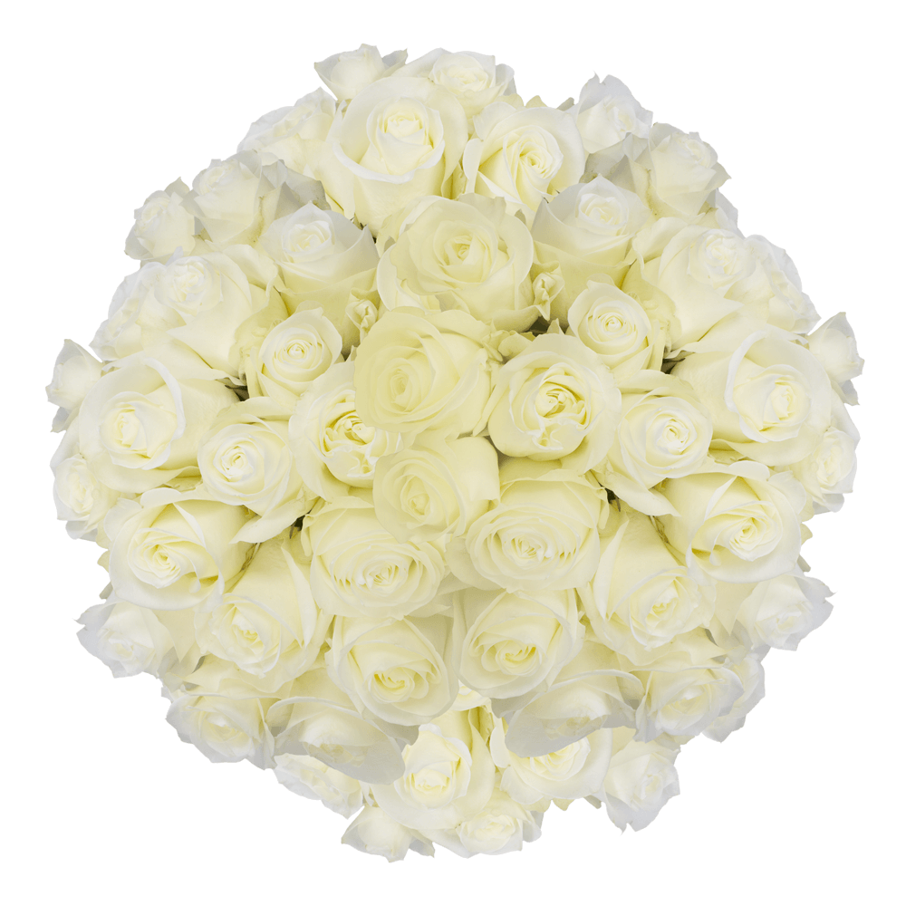 Bulk Solid White Color Roses Flowers For Sale