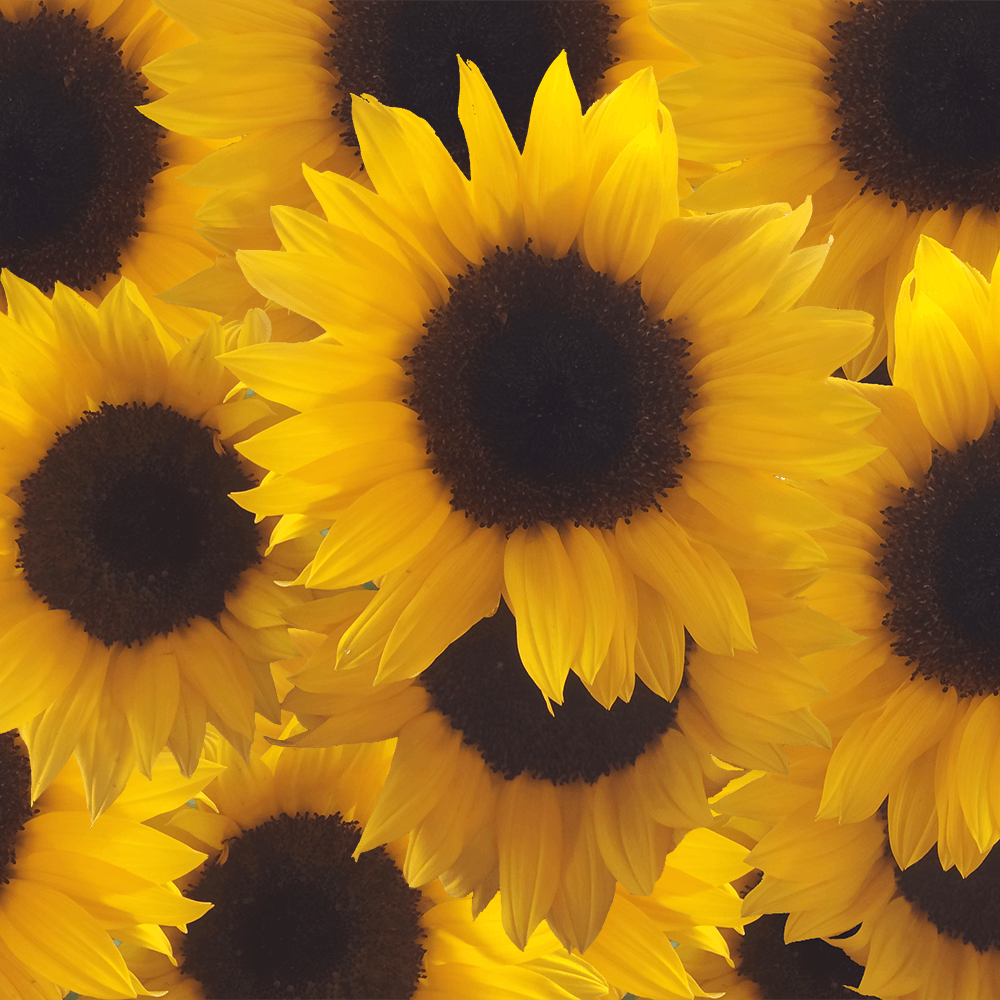 Wholesale Bulk Sunflowers – Flowers For Fundraising