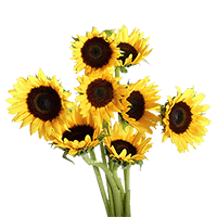 (HB) Sunflowers Brown Center Petite 24 Bunches For Delivery to Illinois