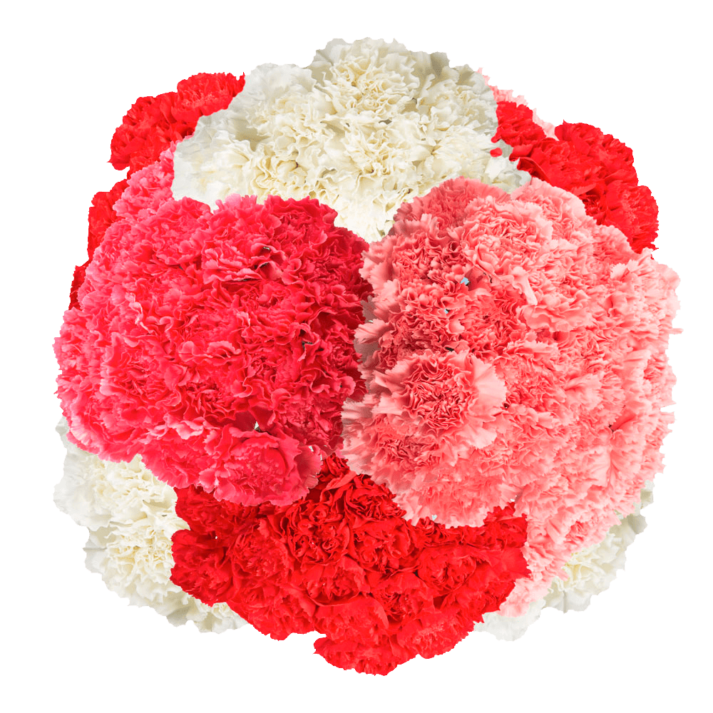 Bulk Valentine's Day Carnations