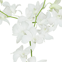 (HB) Orchids White Galaxy 90 For Delivery to Nebraska