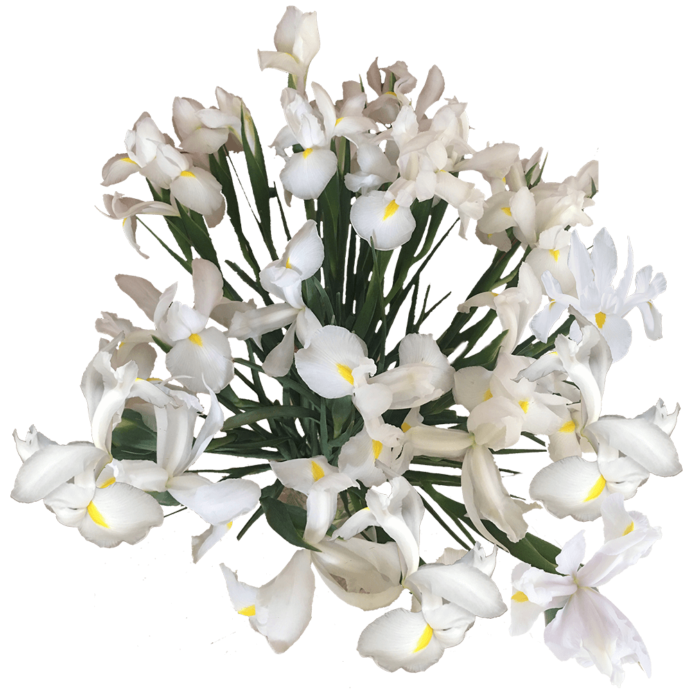 Bulk White Iris Flowers For Wedding Arrangements