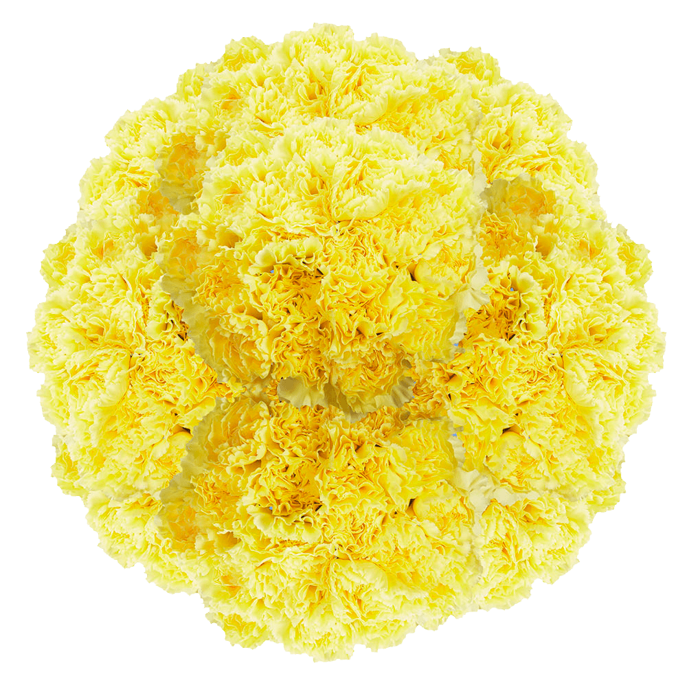 Bulk Yellow Carnations