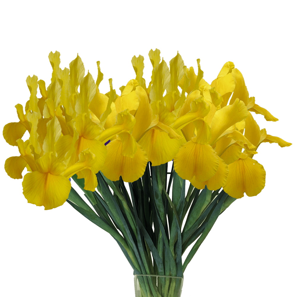 Bulk Yellow Iris Wedding Flowers Online