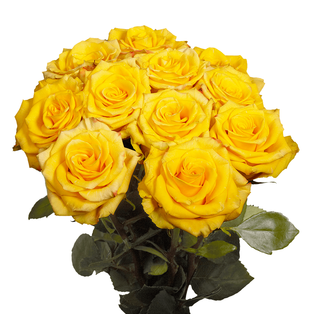 (OC) Roses Sht High And Yellow For Delivery to Porterville, California