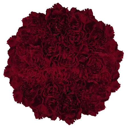 CARN-BURGUNDY