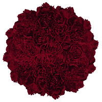 Qty of Burgundy Carnations For Delivery to Utah