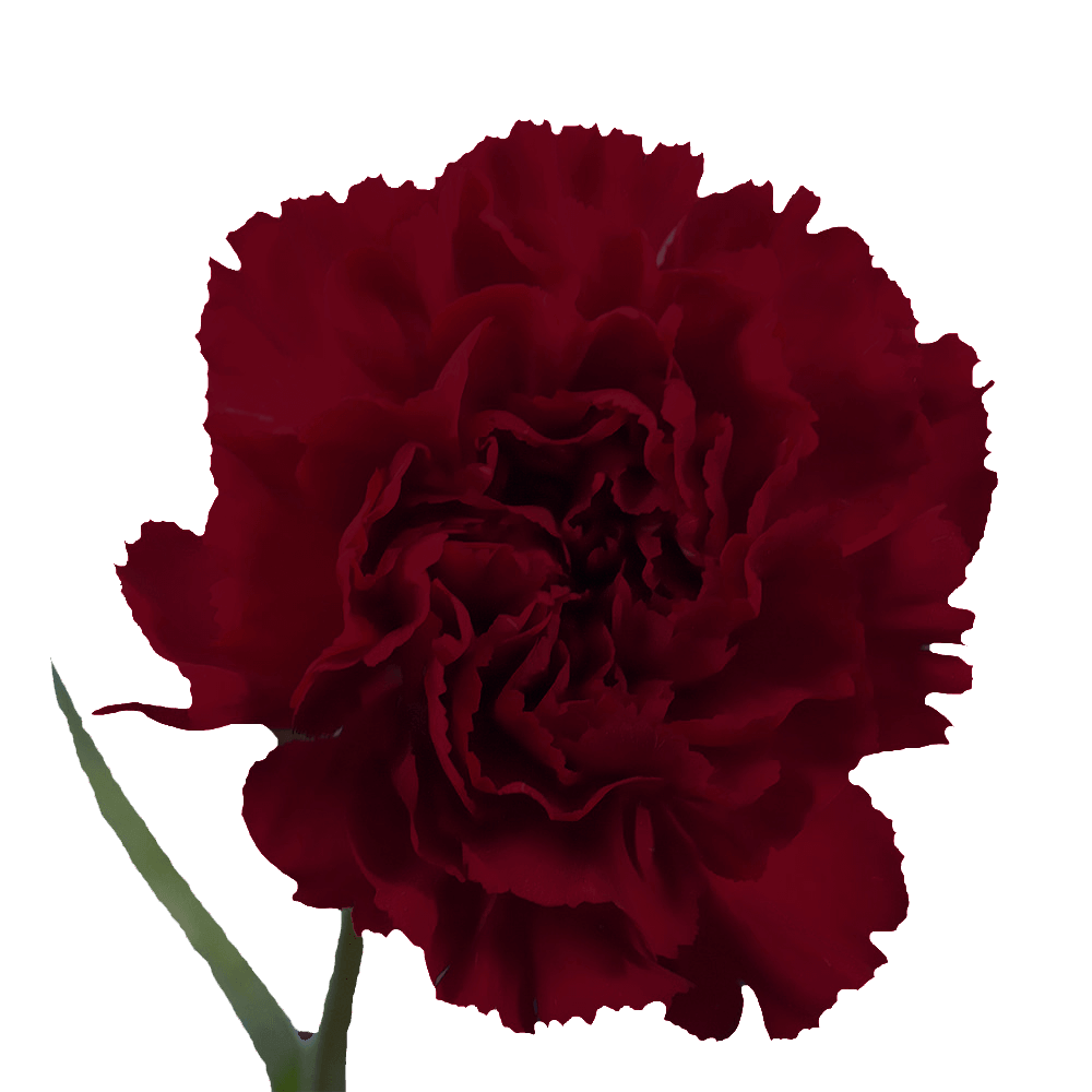 Qty of Burgundy Carnations For Delivery to Dalton, Georgia