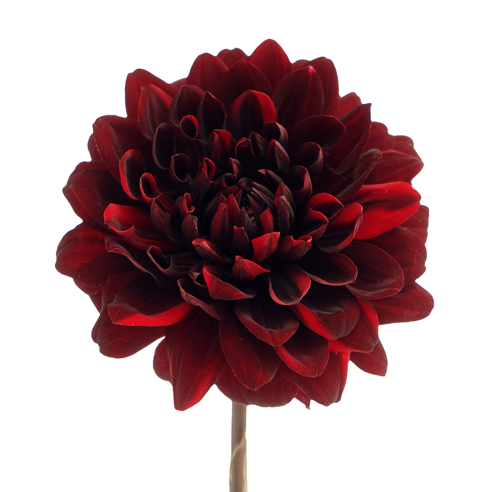 Qty Dahlias Chocolate For Delivery to Brookings, South_Dakota