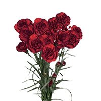 Qty of Burgundy Spray Carnations For Delivery to Holland, Michigan
