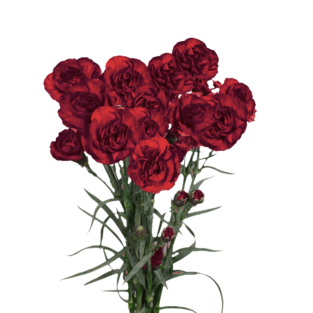 Qty of Burgundy Spray Carnations For Delivery to Norwalk, California