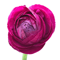 Ranunculus Burgundy 40Cm 5 Bunches (OC) For Delivery to New_York, New_York