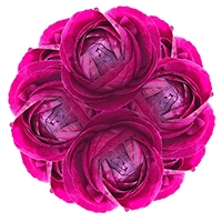 Ranunculus Burgundy 30Cm 15 Bunches (HB) For Delivery to Burlington, Vermont