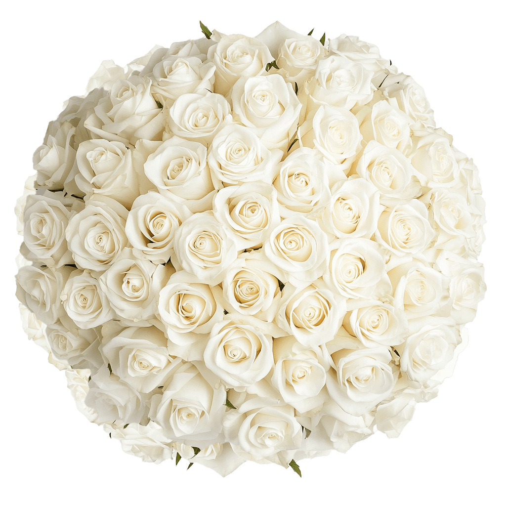 100 Solid White Next Day Roses