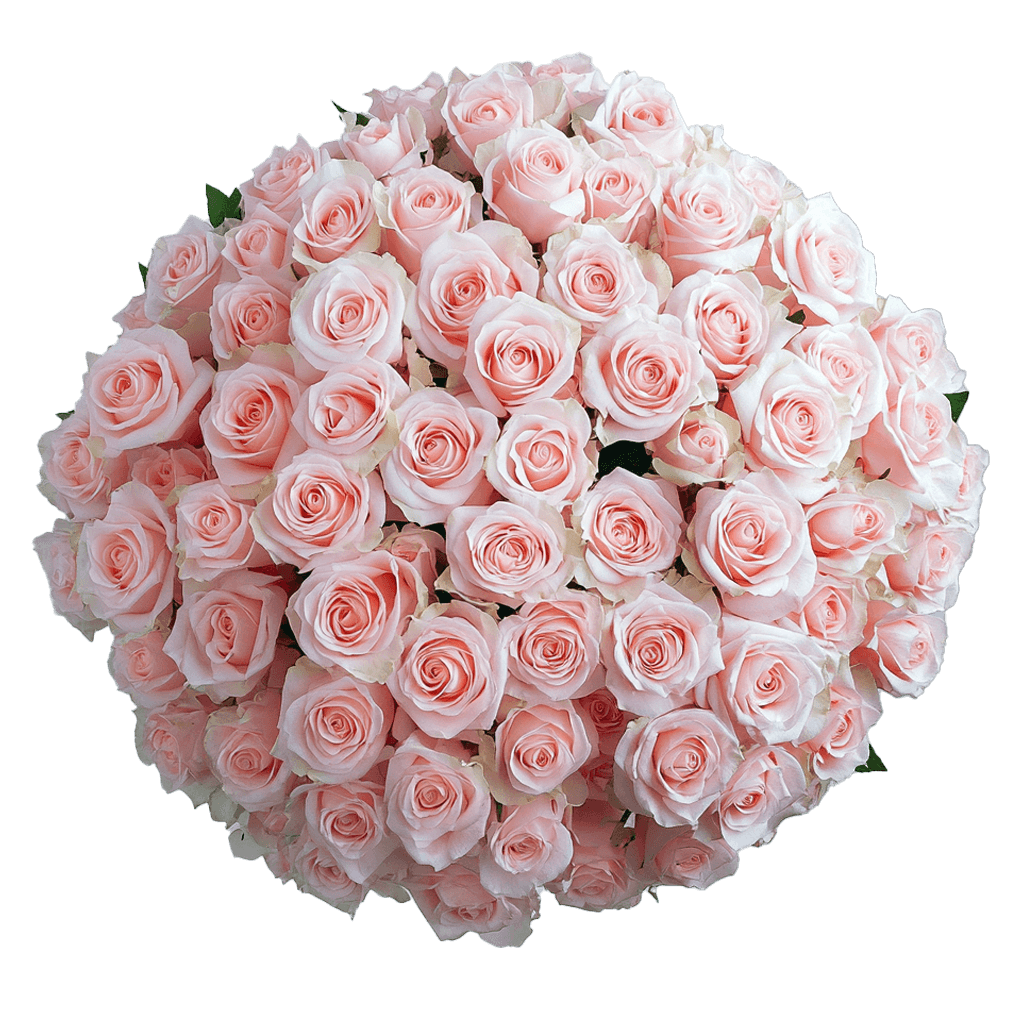Rose Sht Solid Pink (OC) [Include Flower Food] (OM)