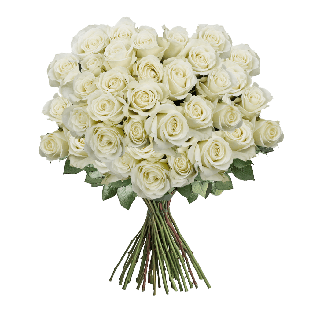 Rose Sht Solid White (OC) [Include Flower Food] (OM)