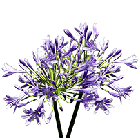 (QB) Agapanthus 10 Bunches For Delivery to Carbondale, Illinois
