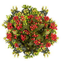 (HB) Hypericum Assorted 24 Bunches For Delivery to Braintree, Massachusetts