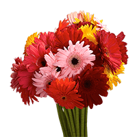 (QB) Gerbera Assorted 40 Cm 14 Bunches For Delivery to Dekalb, Illinois