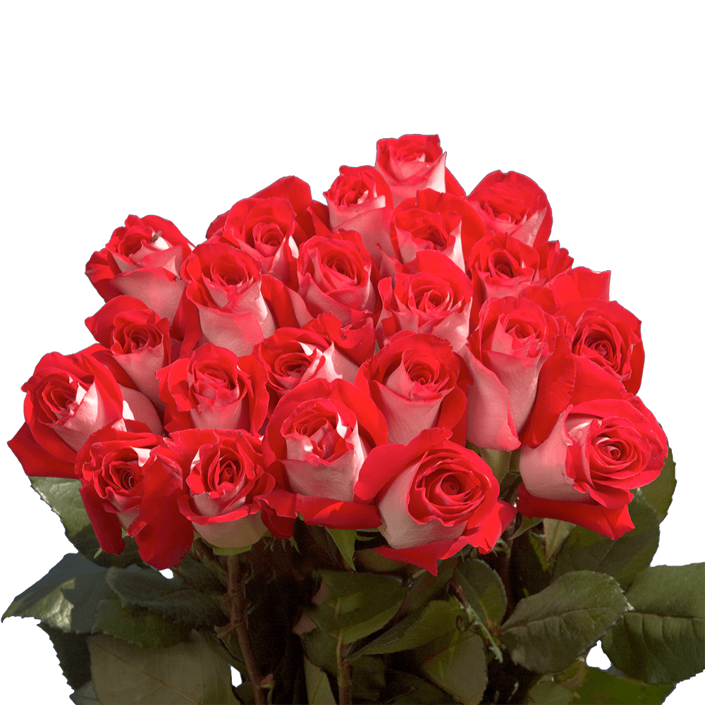 Buy Beautiful Velvet Red and Light Pink Roses Online