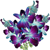 Orchids Blue Sonia 20 (OM) [Include Flower Food] For Delivery to Massena, New_York