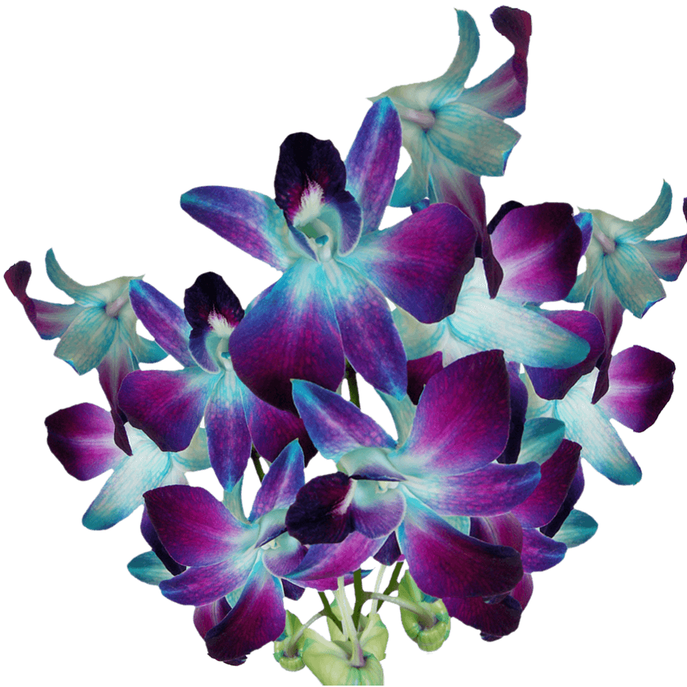 Buy Blue Dyed Orchids Discount Prices