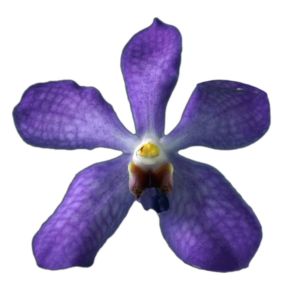 Buy Blue Orchids Discount Orchid Flowers for Sale