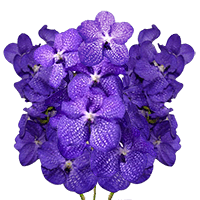 (OC) Orchids Blue Vanda 20 For Delivery to Salisbury, North_Carolina