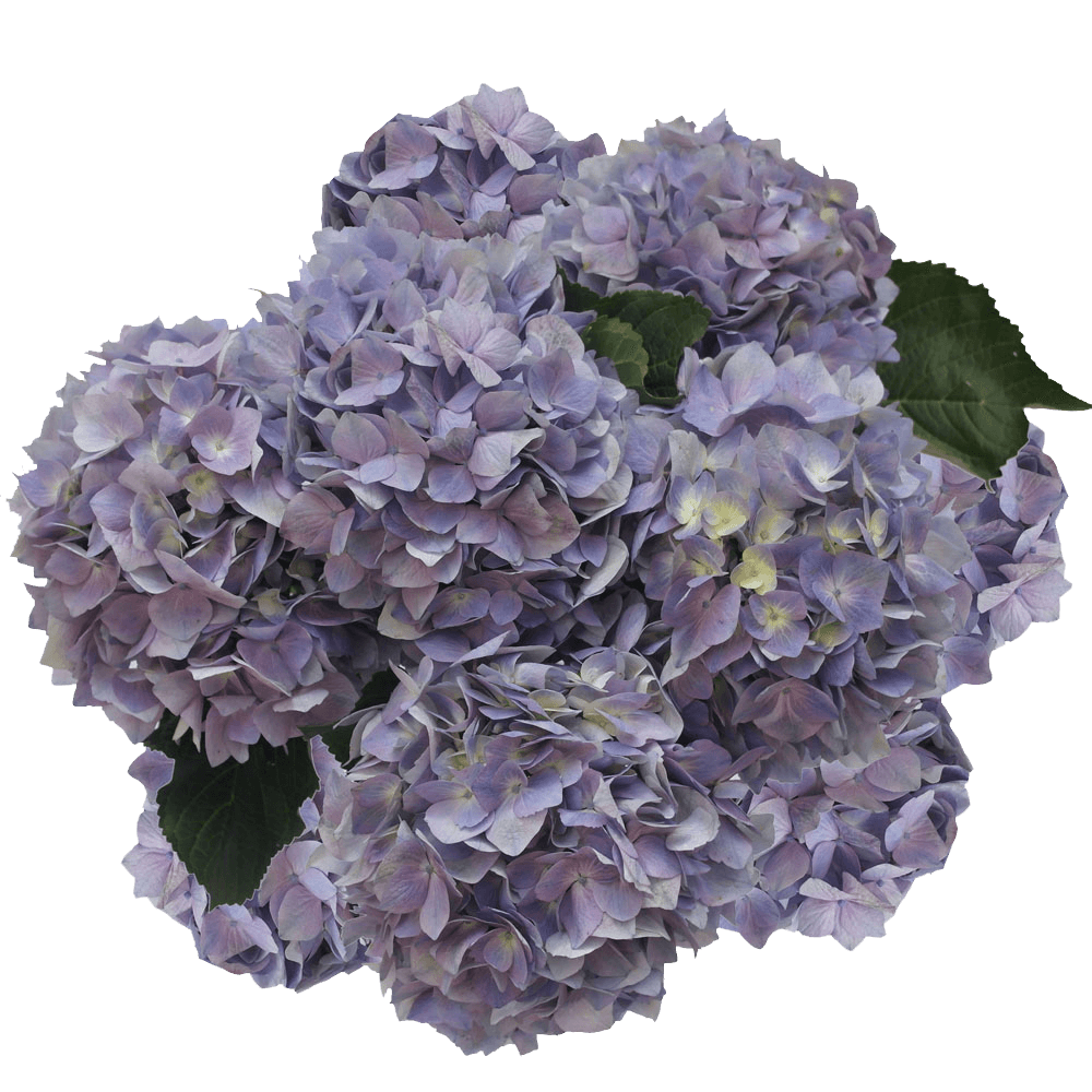 Buy Bulk Lavender Hydrangea Flowers