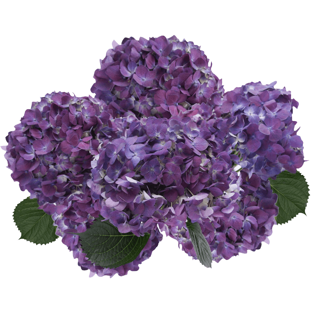Buy Bulk Purple Hydrangea Flowers