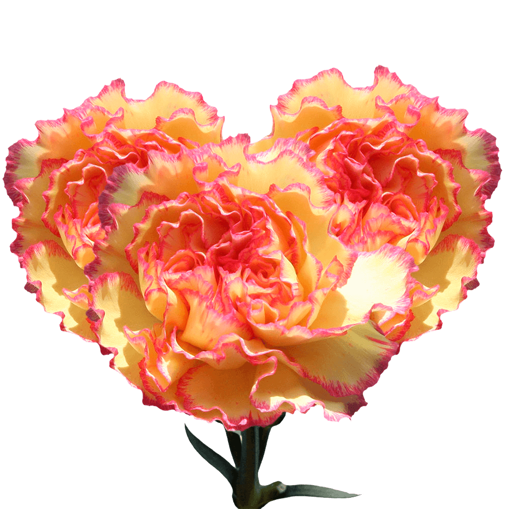Buy Carnations Online Cream with Pink Edges Carnation Flowers