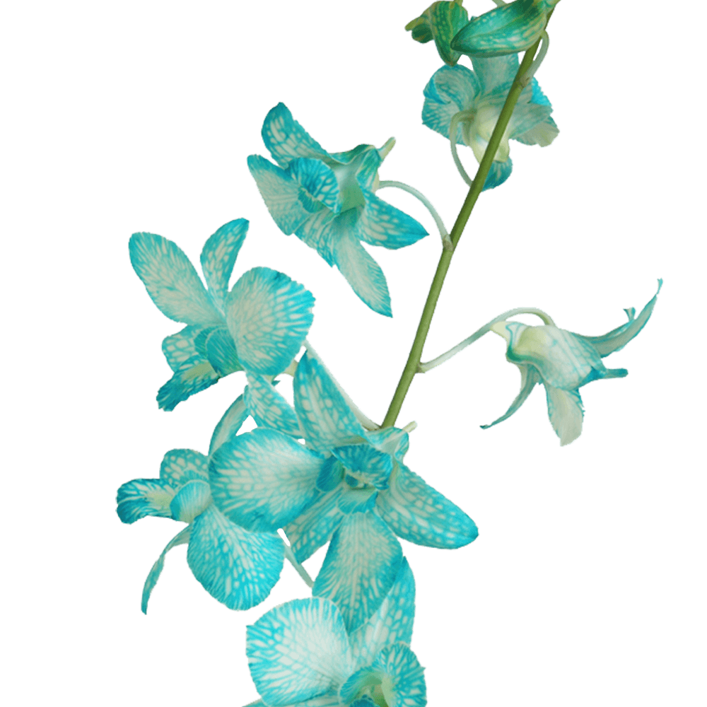 Buy Cheap Blue Dyed Orchids Online